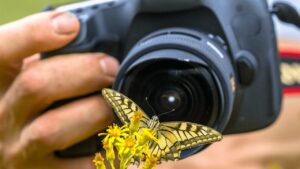 Doğa gezilerinde başarılı fotoğraflar çekmek