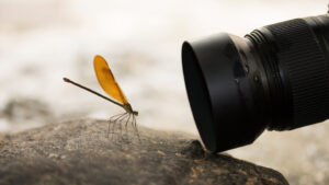 Macro photography gear