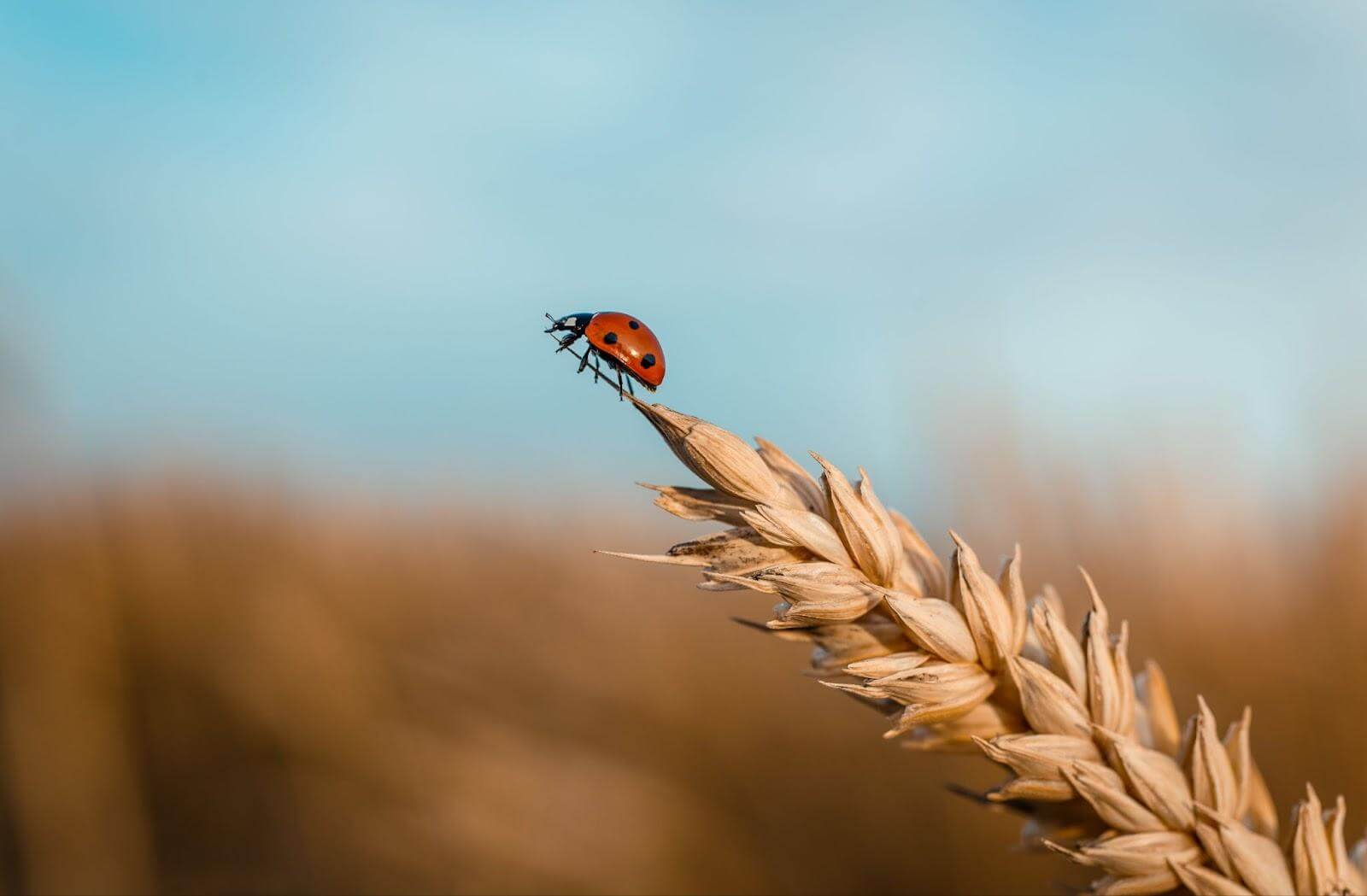 Depth of field in photography why it matters