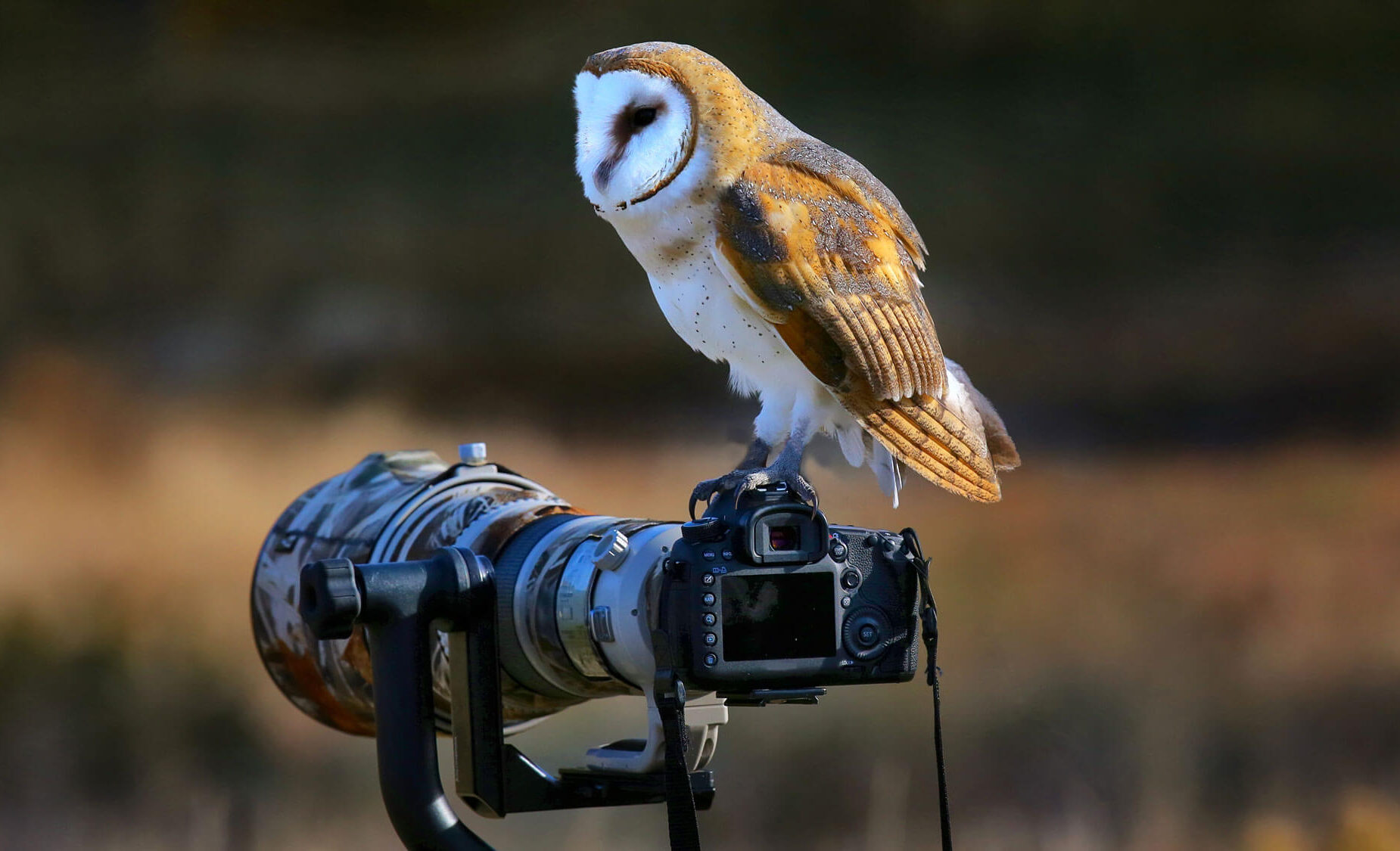 Bird photography choosing camera