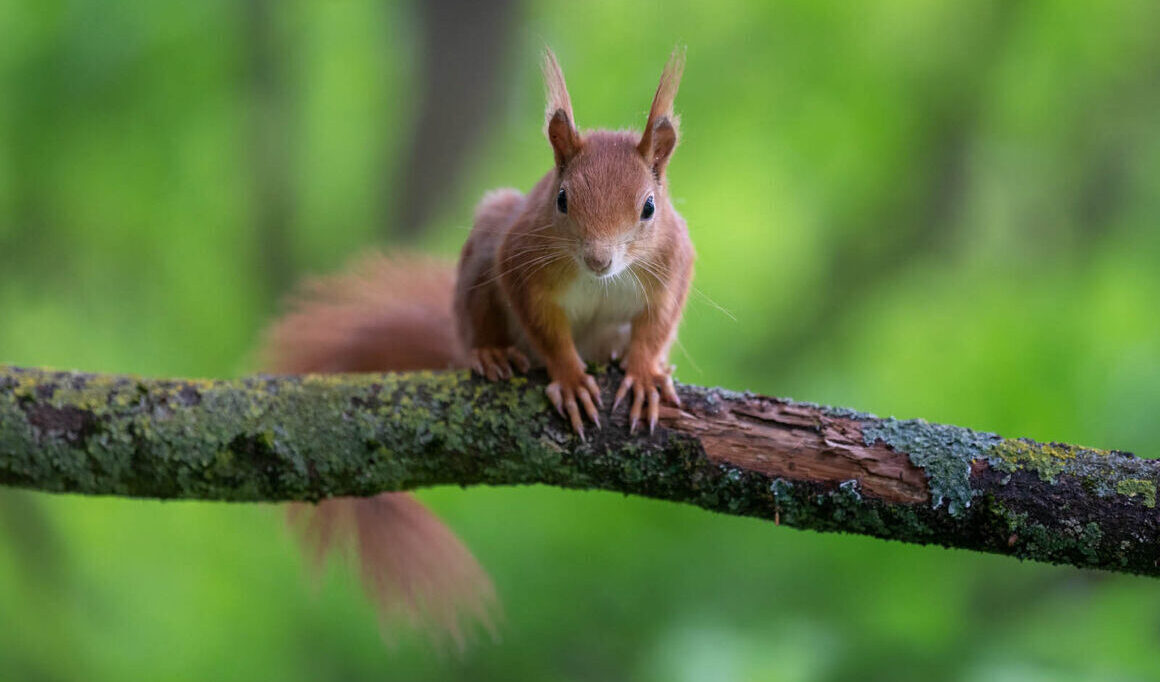 Doğal ve yapay ışığın renk etkileri