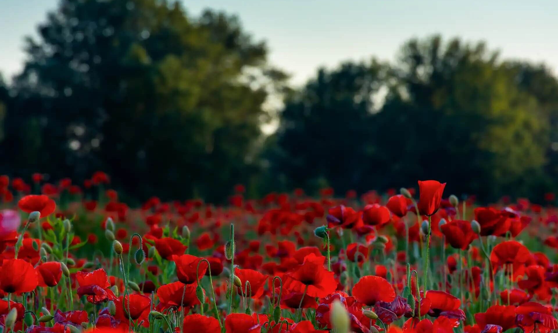Iso gürültüsünü azaltma için kamera ayarları