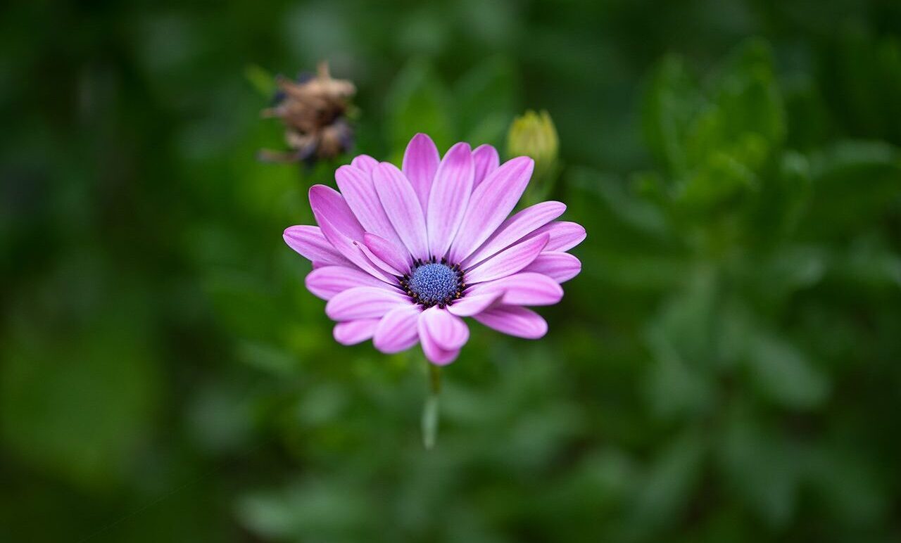Işık ölçüm modları türleri