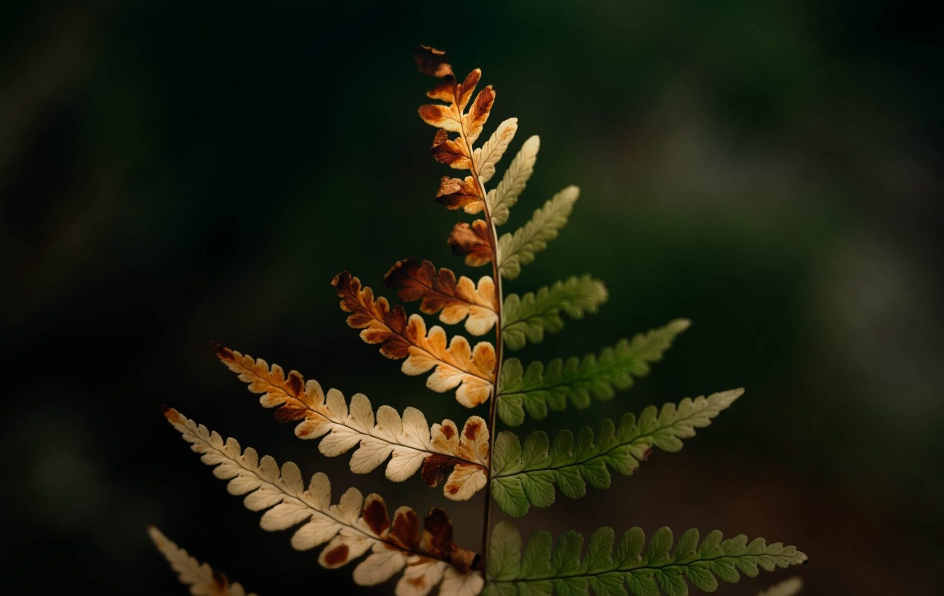 Background separation through composition choices